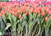 Tulipa Orange Sherpa ® (1)